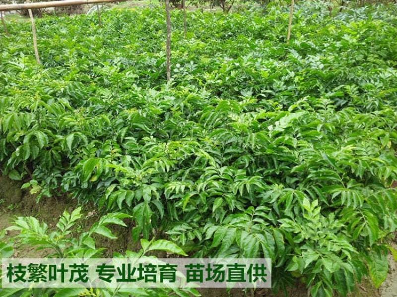 广西黄皮果苗嫁接黄皮果树苗鸡心黄皮无核黑黄皮树苗当果