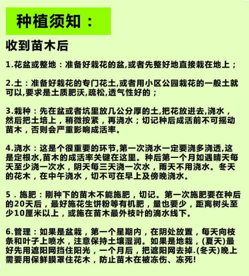 广西黄皮果苗嫁接黄皮果树苗鸡心黄皮无核黑黄皮树苗当果