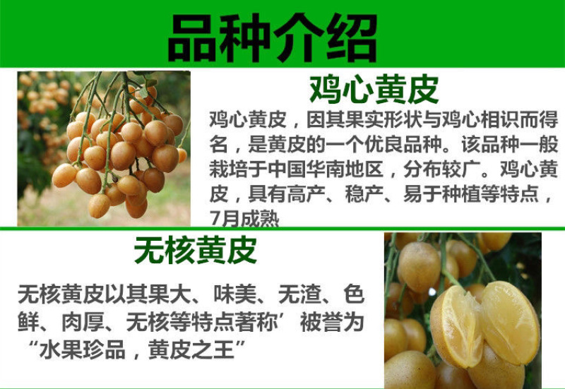 广西黄皮果苗嫁接黄皮果树苗鸡心黄皮无核黑黄皮树苗当果