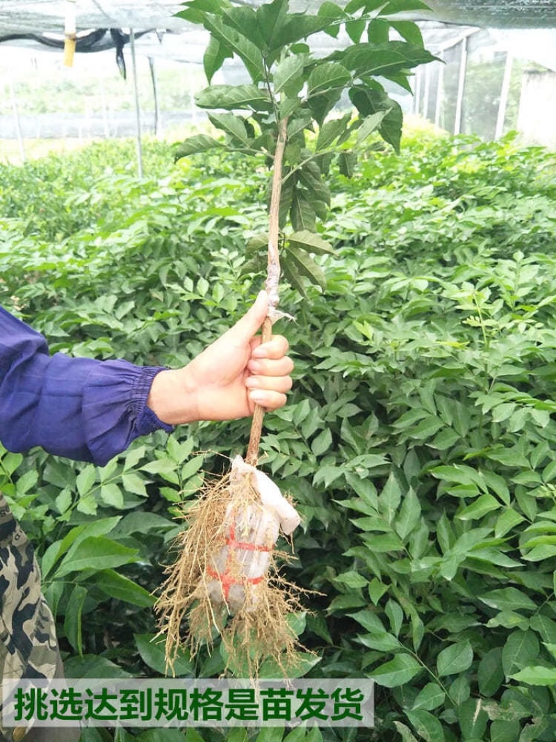 广西黄皮果苗嫁接黄皮果树苗鸡心黄皮无核黑黄皮树苗当果
