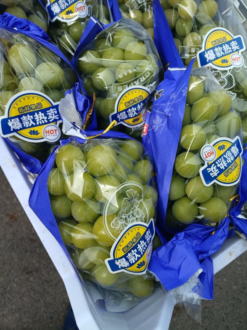 阳光玫瑰！开园！精品上市！阳光玫瑰1.2.3级大量现货供