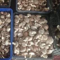 鲜香菇