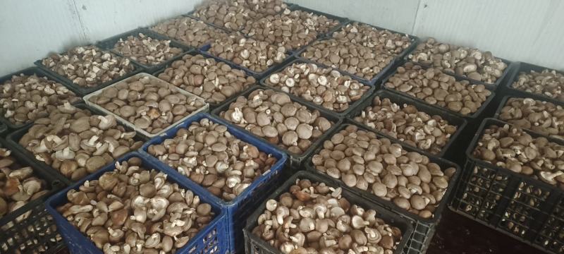 鲜香菇