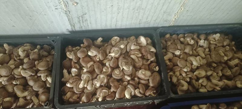 鲜香菇