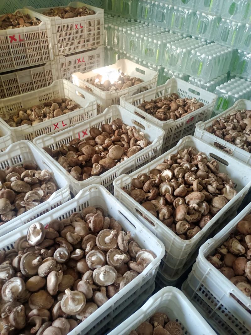 鲜香菇