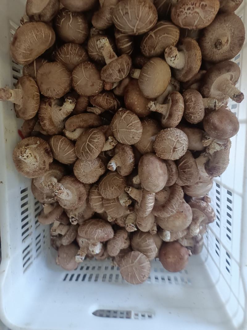 鲜香菇
