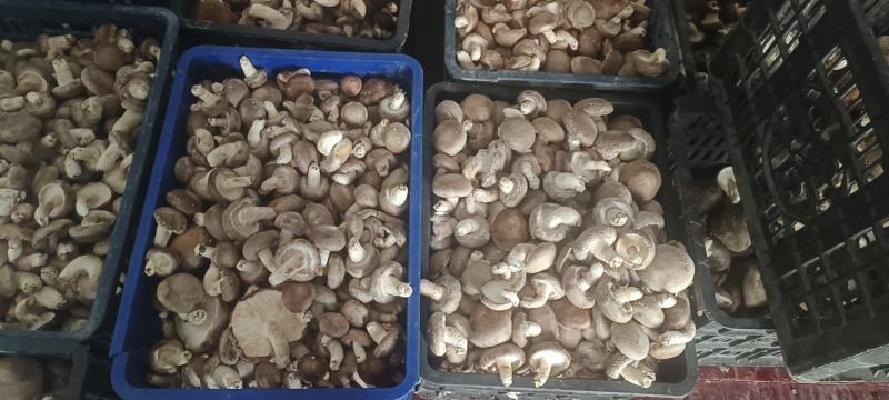 鲜香菇