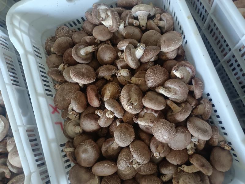 鲜香菇