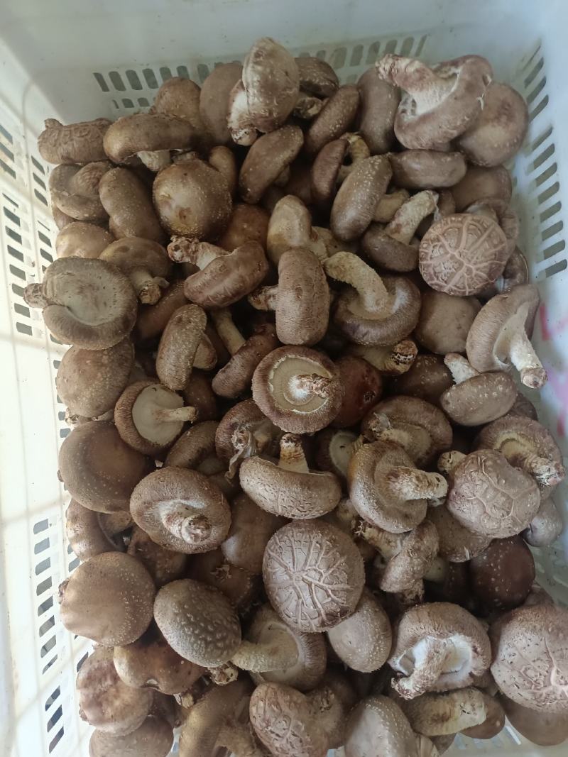 鲜香菇