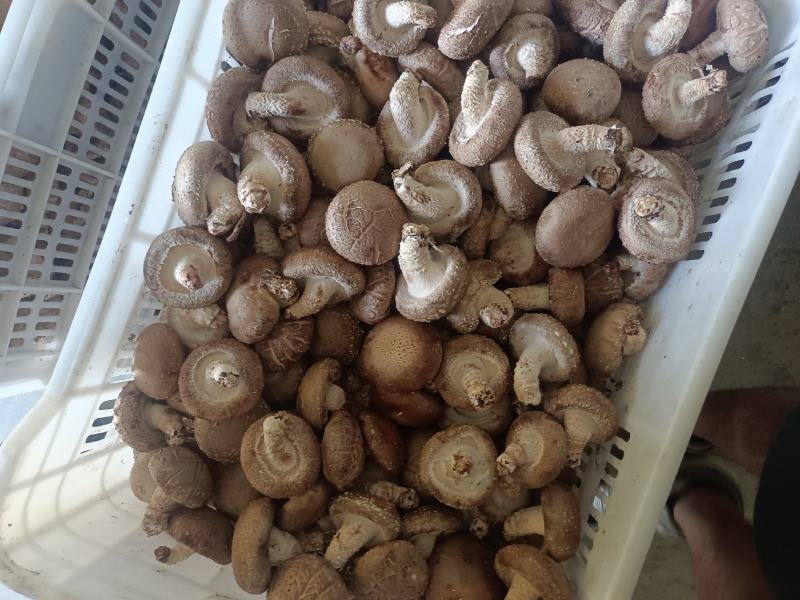 鲜香菇