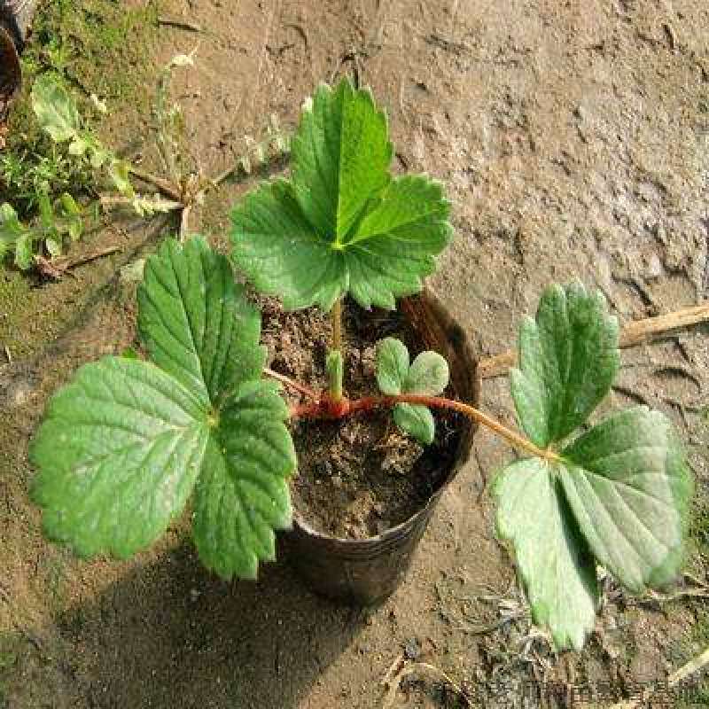 奶草莓苗