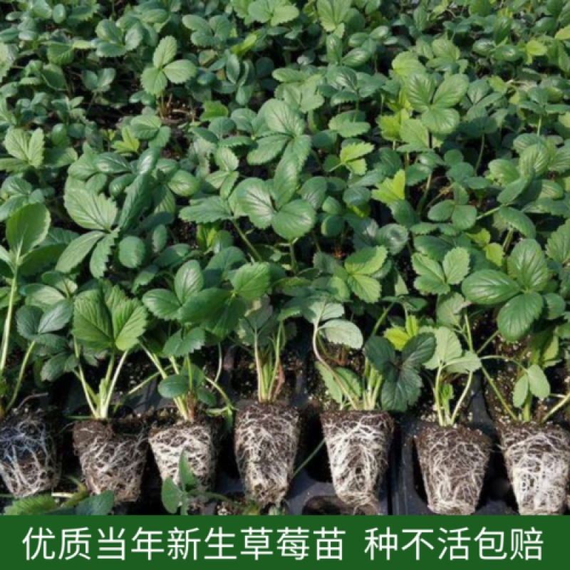 奶草莓苗