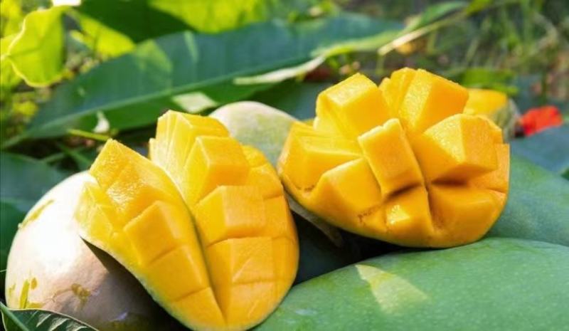 【支持一件代发】广西百色金煌芒(甜心芒)，生熟两吃