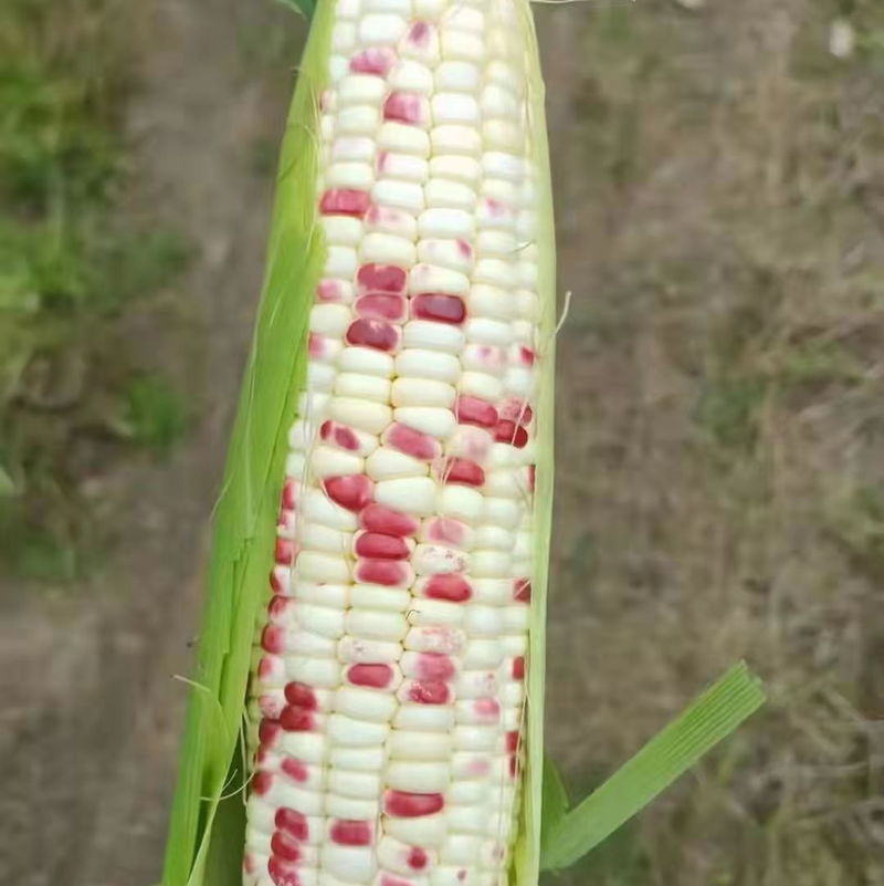 经典小花玉米质量没的说价格便宜有需要的老板联系