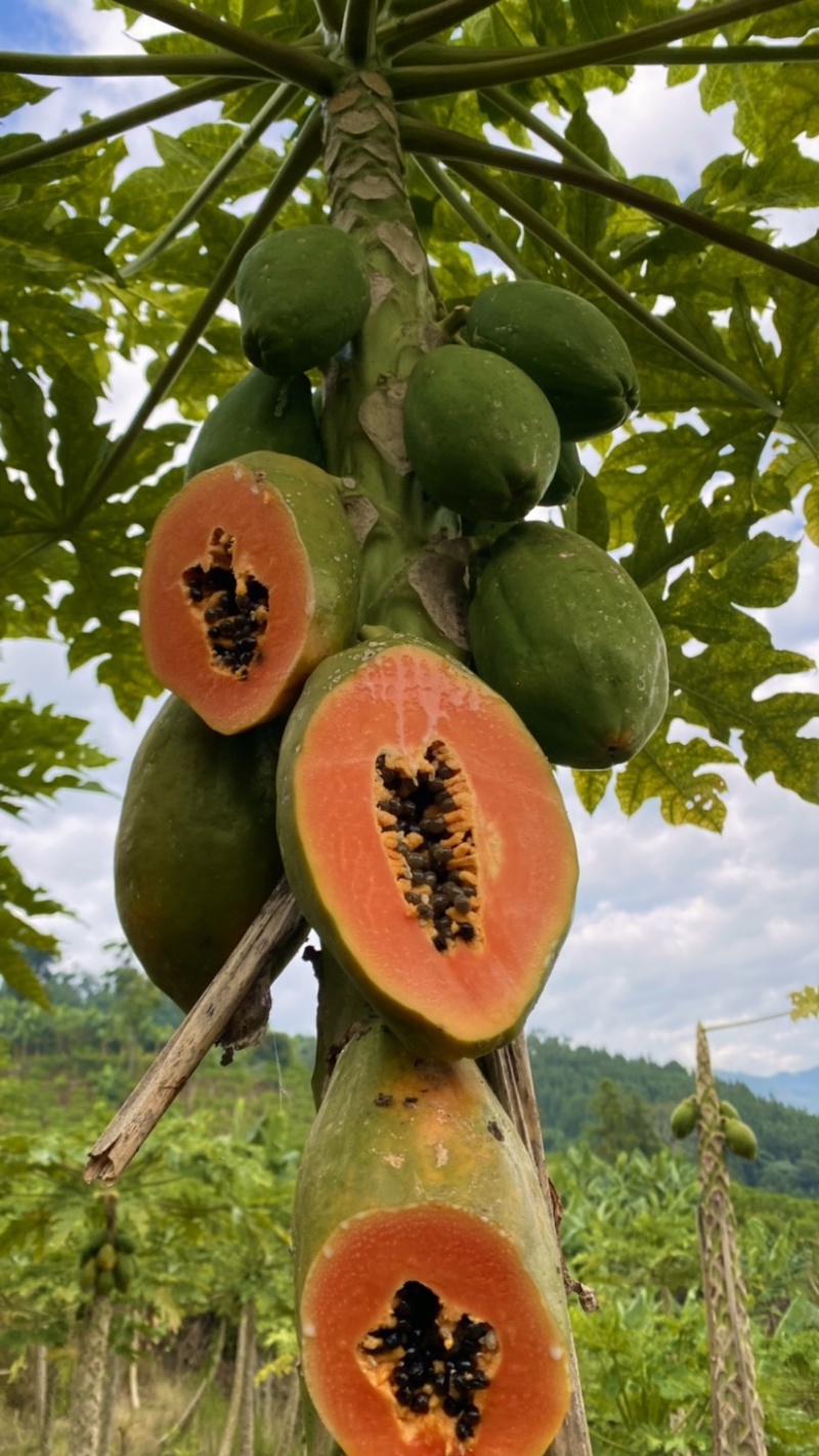 《热卖牛奶木瓜》大青红心木瓜自己家种植价格便宜