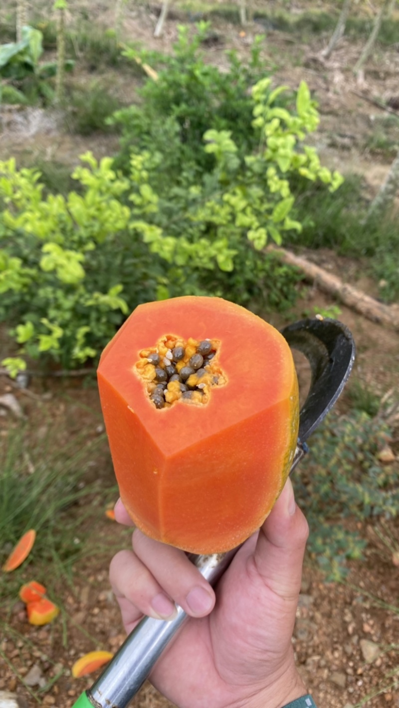 《热卖牛奶木瓜》大青红心木瓜自己家种植价格便宜