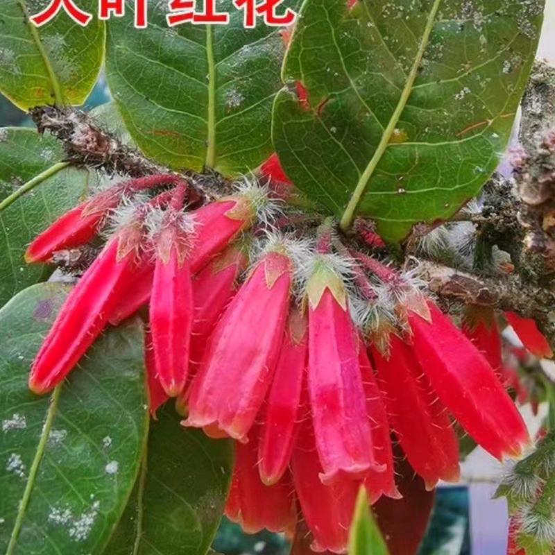 树萝卜