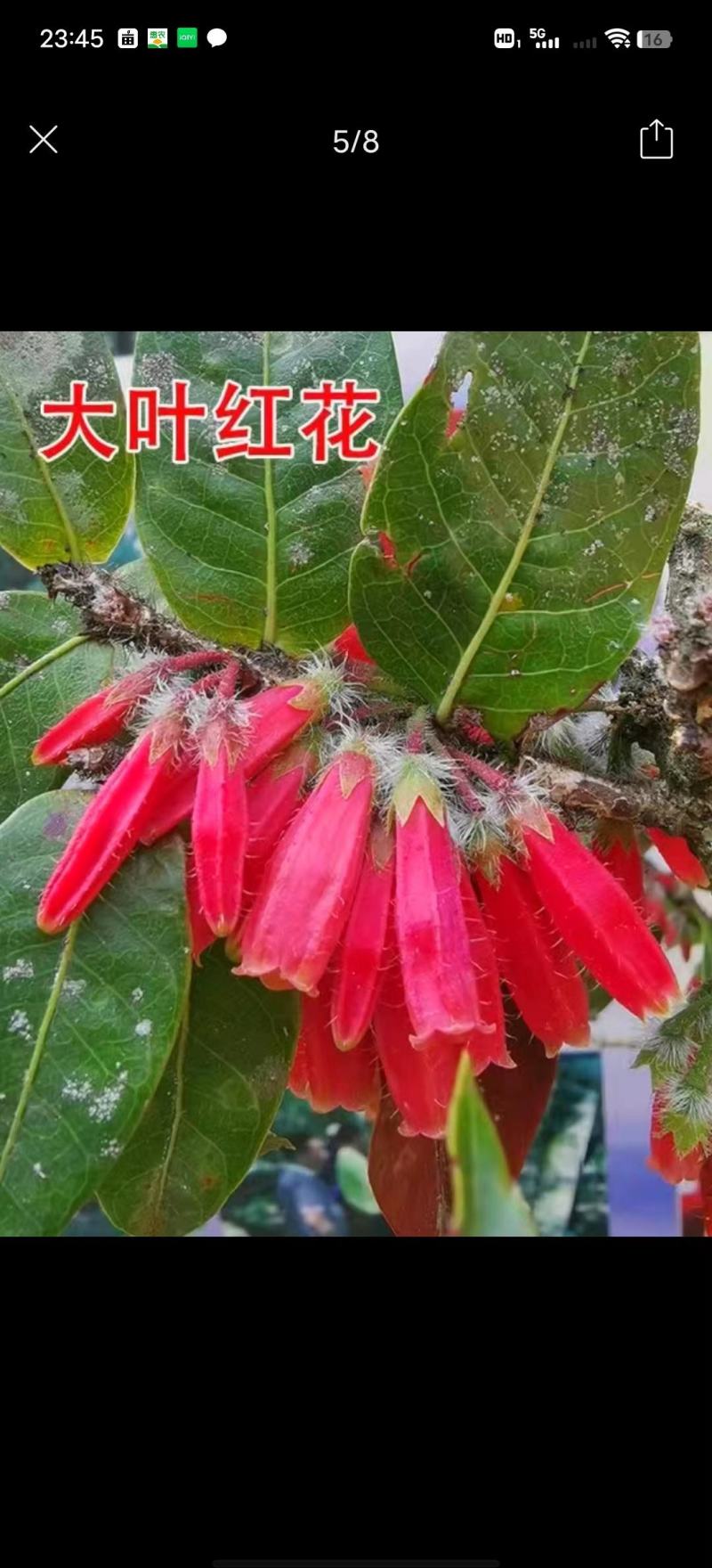 树萝卜