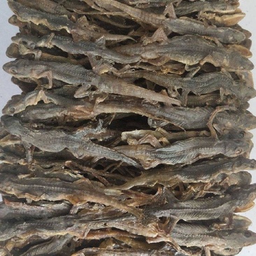 壁虎天龙守宫批发中药材壁虎各种规格