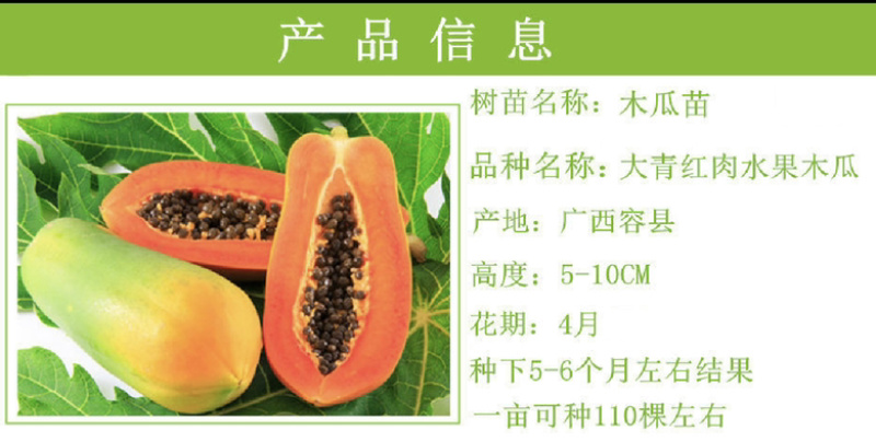 红心木瓜苗红肉大青木瓜苗