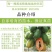 红心木瓜苗红肉大青木瓜苗