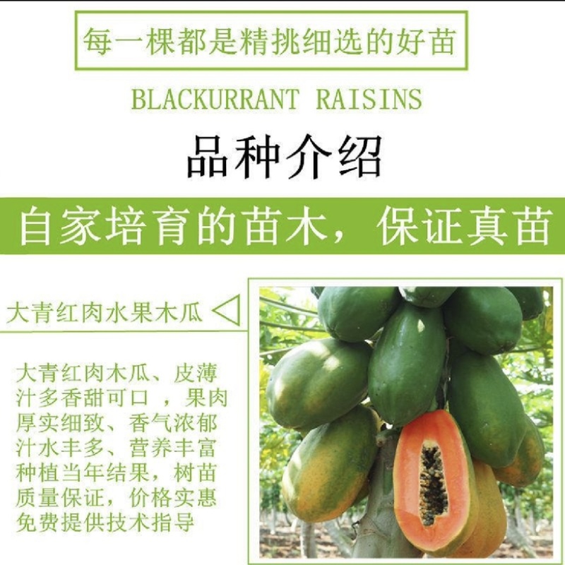 红心木瓜苗红肉大青木瓜苗