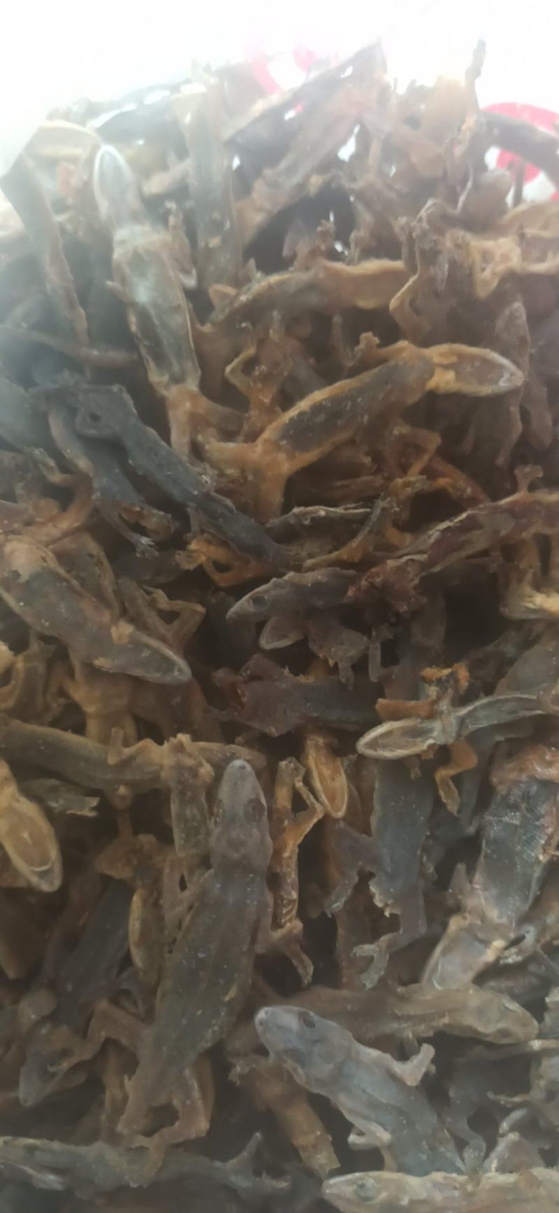 壁虎天龙守宫批发中药材壁虎各种规格