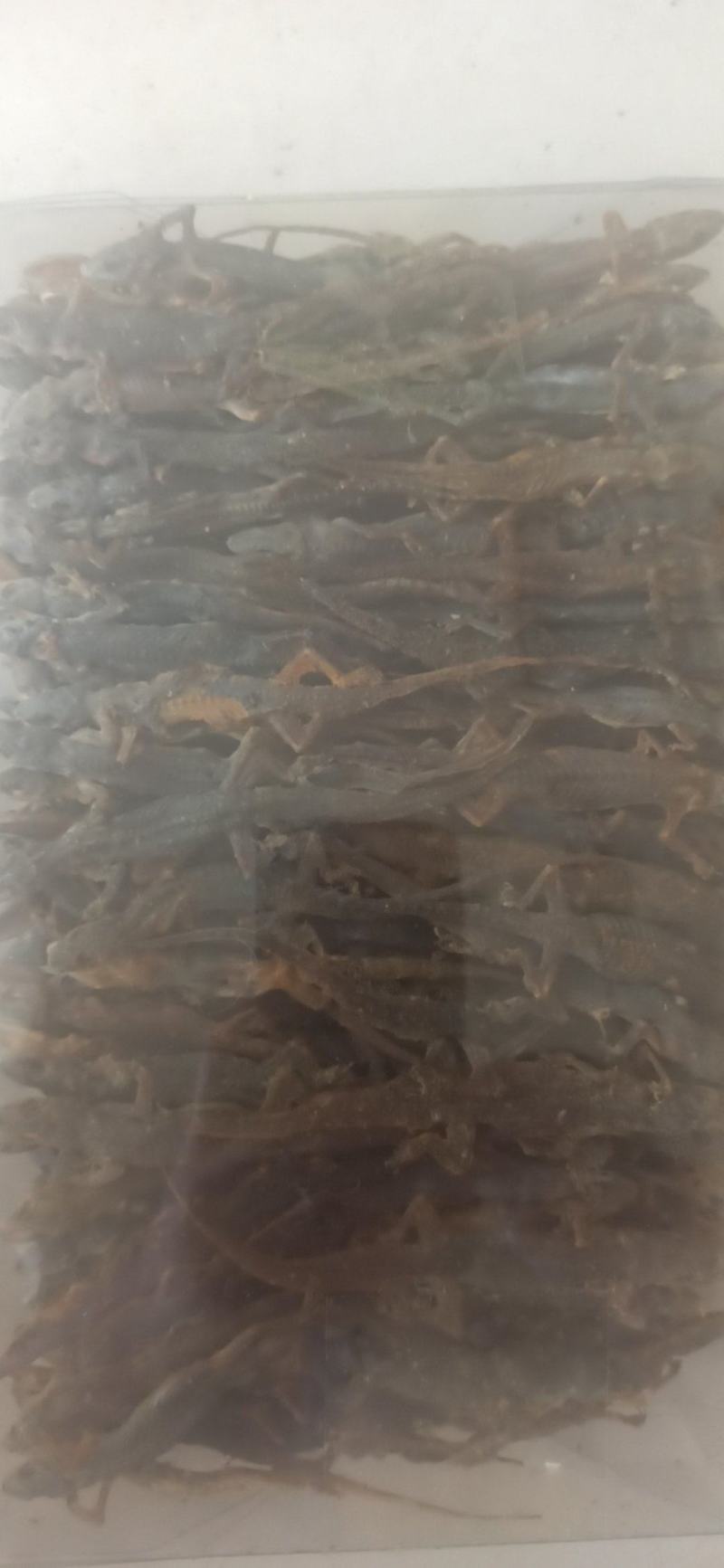 壁虎天龙守宫批发中药材壁虎各种规格