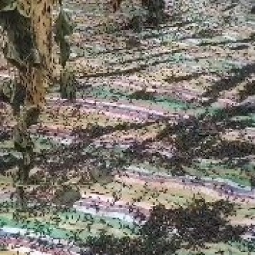 需要黑水虻虫卵老板可以联系