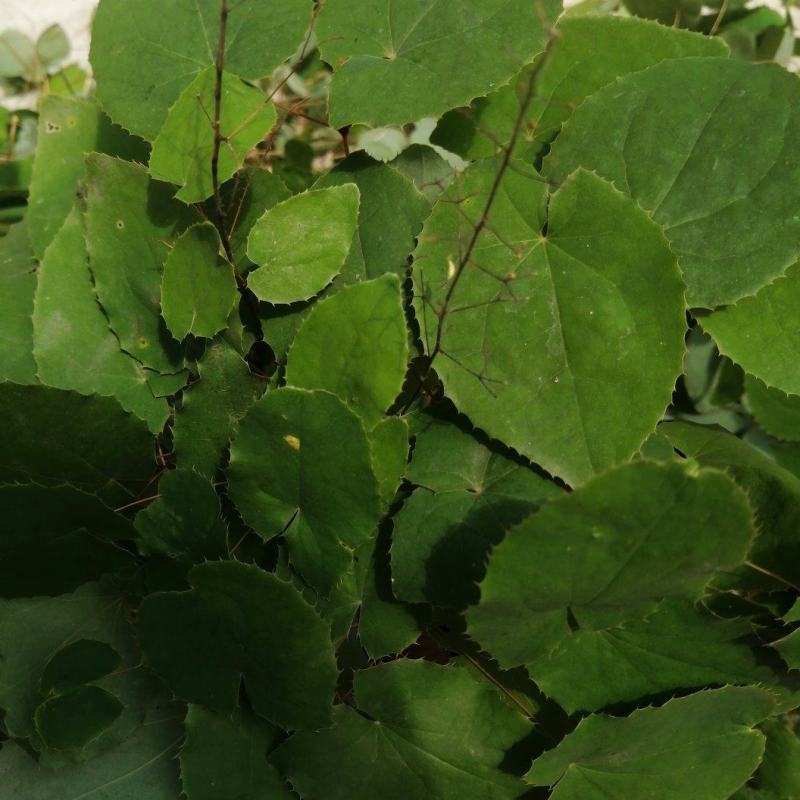 野生高含量，高品质，高质量，淫羊藿