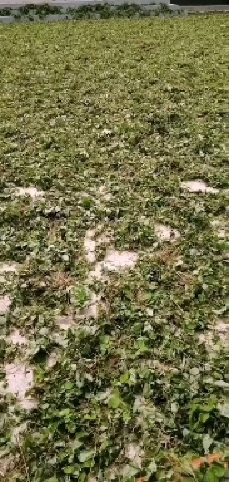 野生高含量，高品质，高质量，淫羊藿