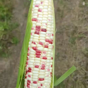 经典花色玉米看着质量。有需要的老板联系