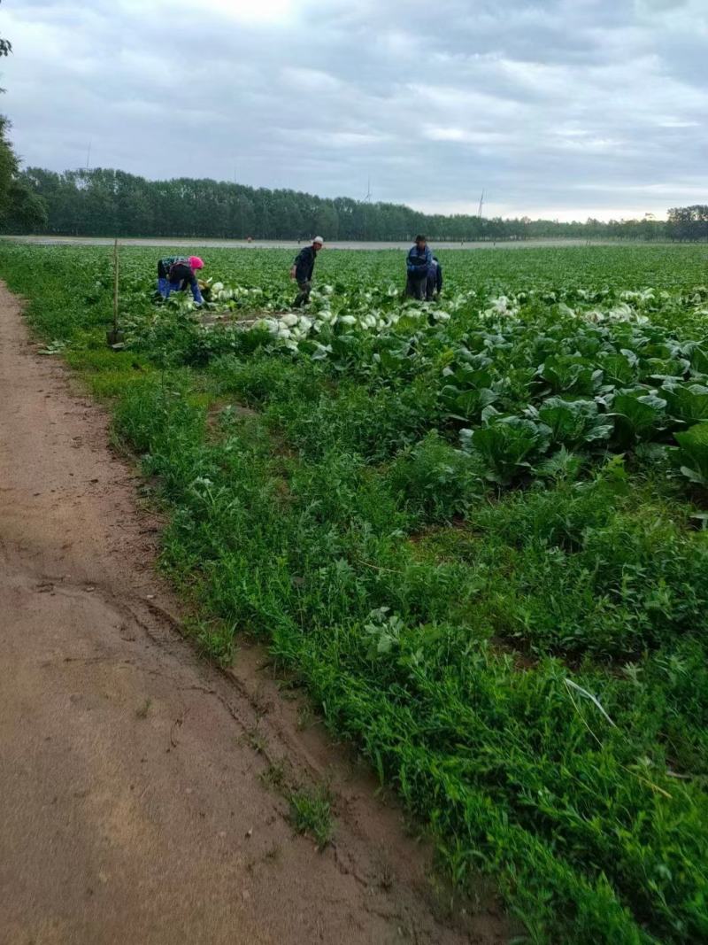 【精品】河北黄心大白菜大量上市基地供货品质保障