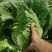 河北张家口大白菜黄心大白菜优质头茬欢迎来电咨询