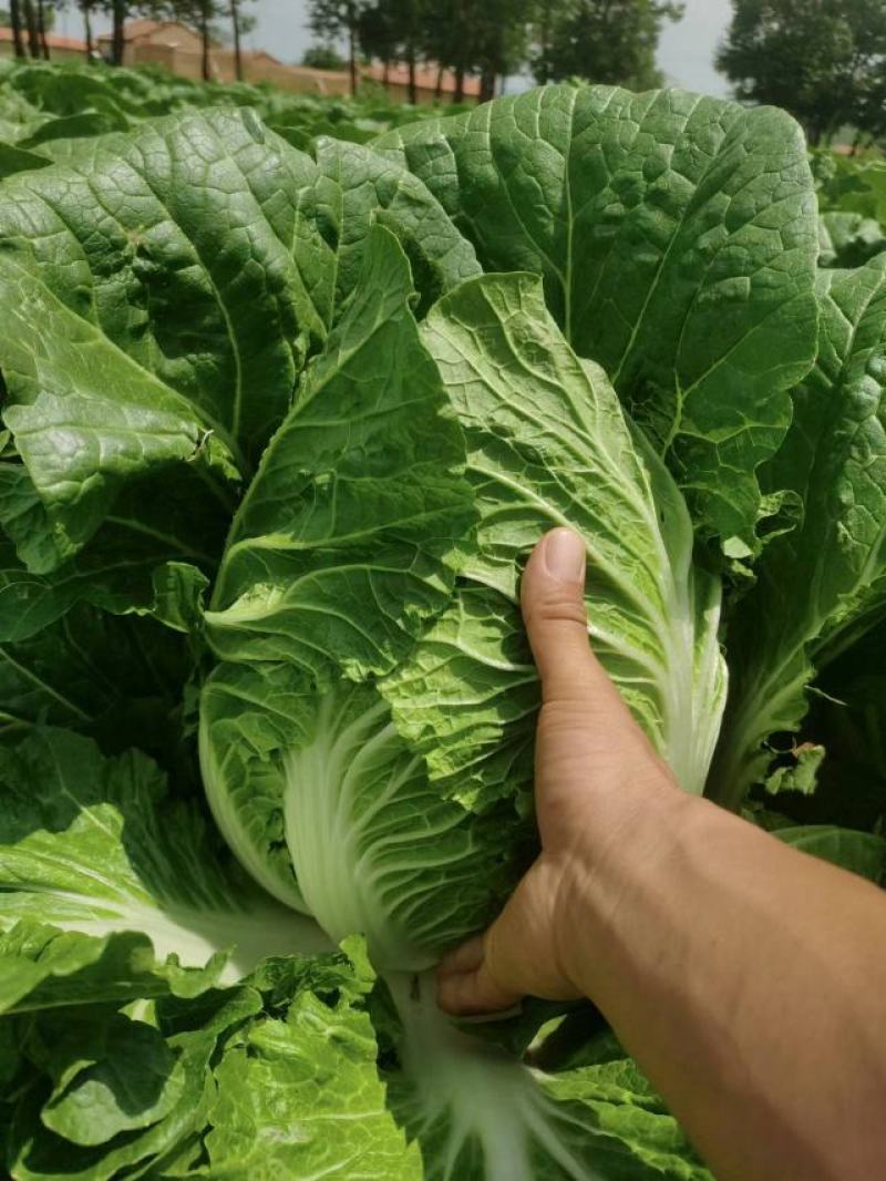 河北张家口大白菜黄心大白菜优质头茬欢迎来电咨询