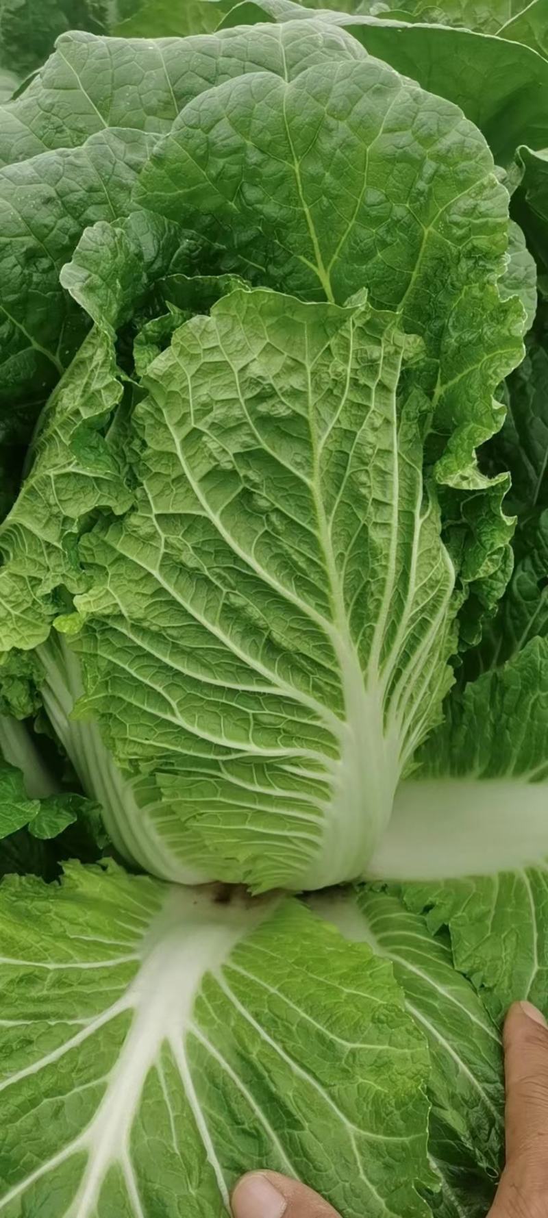 河北张家口大白菜黄心大白菜优质头茬欢迎来电咨询