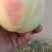 突围毛桃