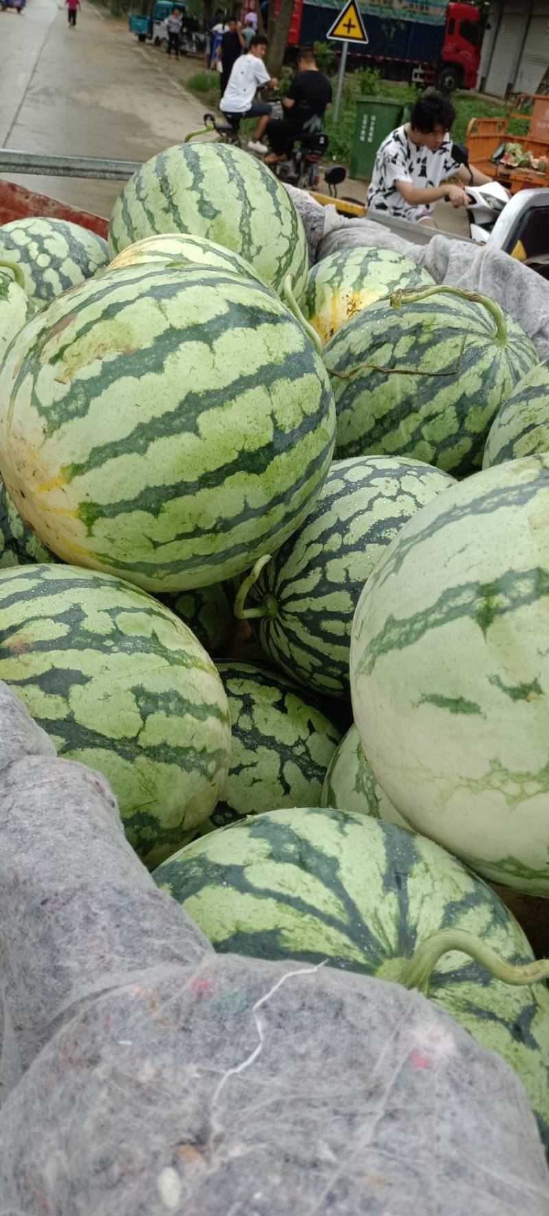 美都优质西瓜