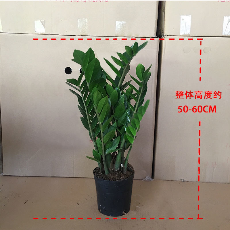 金钱树盆栽摇钱树花苗发财树花卉室内绿植物客厅办公桌面盆景
