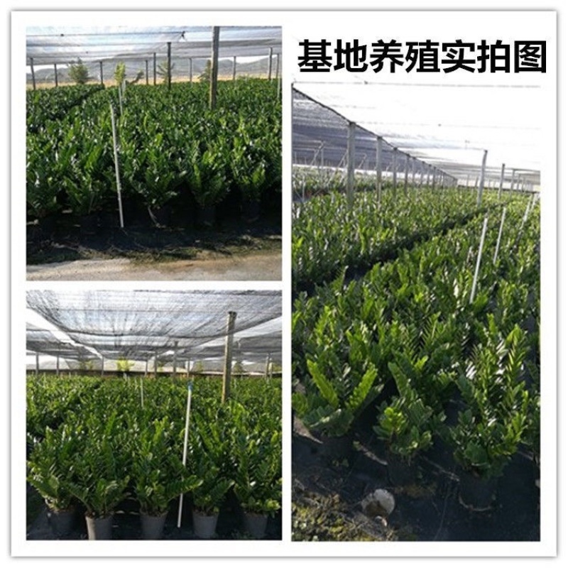 金钱树盆栽摇钱树花苗发财树花卉室内绿植物客厅办公桌面盆景