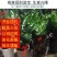 金钱树盆栽摇钱树花苗发财树花卉室内绿植物客厅办公桌面盆景