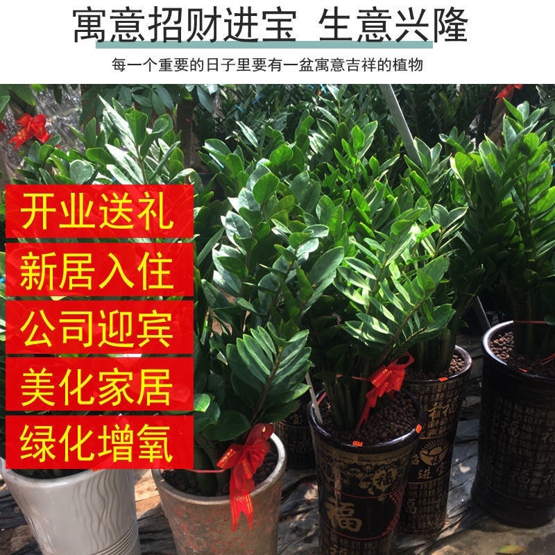 金钱树盆栽摇钱树花苗发财树花卉室内绿植物客厅办公桌面盆景