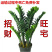 金钱树盆栽摇钱树花苗发财树花卉室内绿植物客厅办公桌面盆景