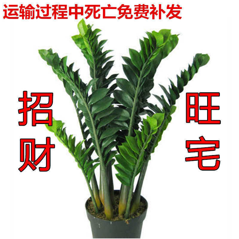 金钱树盆栽摇钱树花苗发财树花卉室内绿植物客厅办公桌面盆景