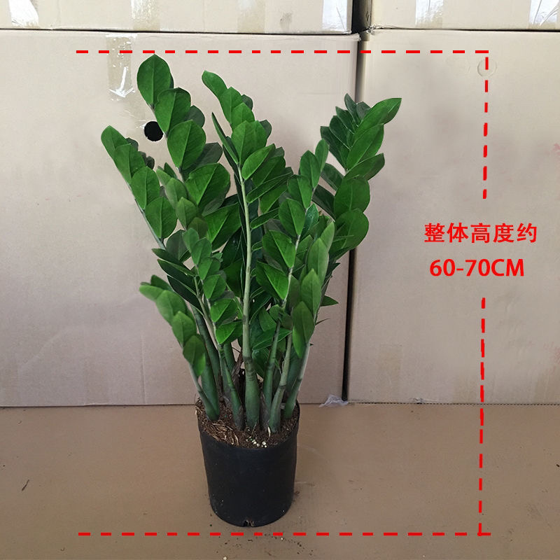 金钱树盆栽摇钱树花苗发财树花卉室内绿植物客厅办公桌面盆景