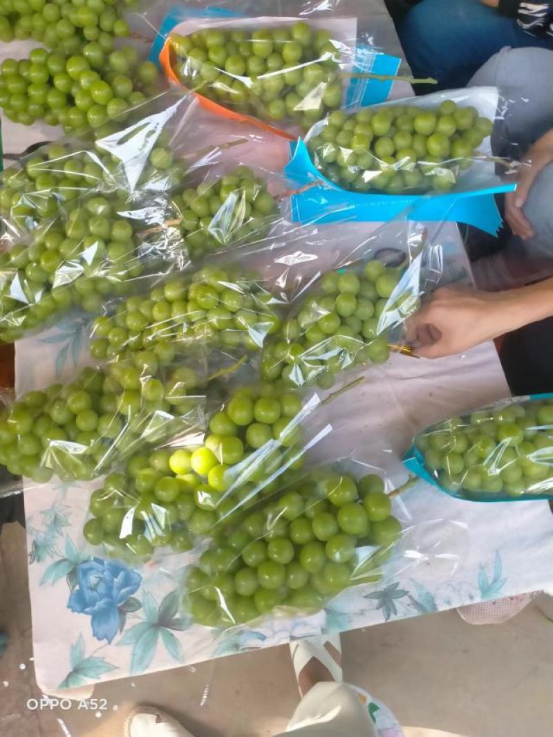 大凉山阳光玫瑰葡萄大量上市。糖度高硬度好。颗粒大。