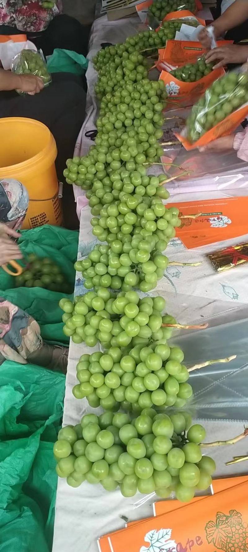 大凉山阳光玫瑰葡萄大量上市。糖度高硬度好。颗粒大。
