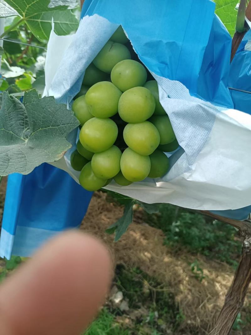 大凉山阳光玫瑰葡萄大量上市。糖度高硬度好。颗粒大。
