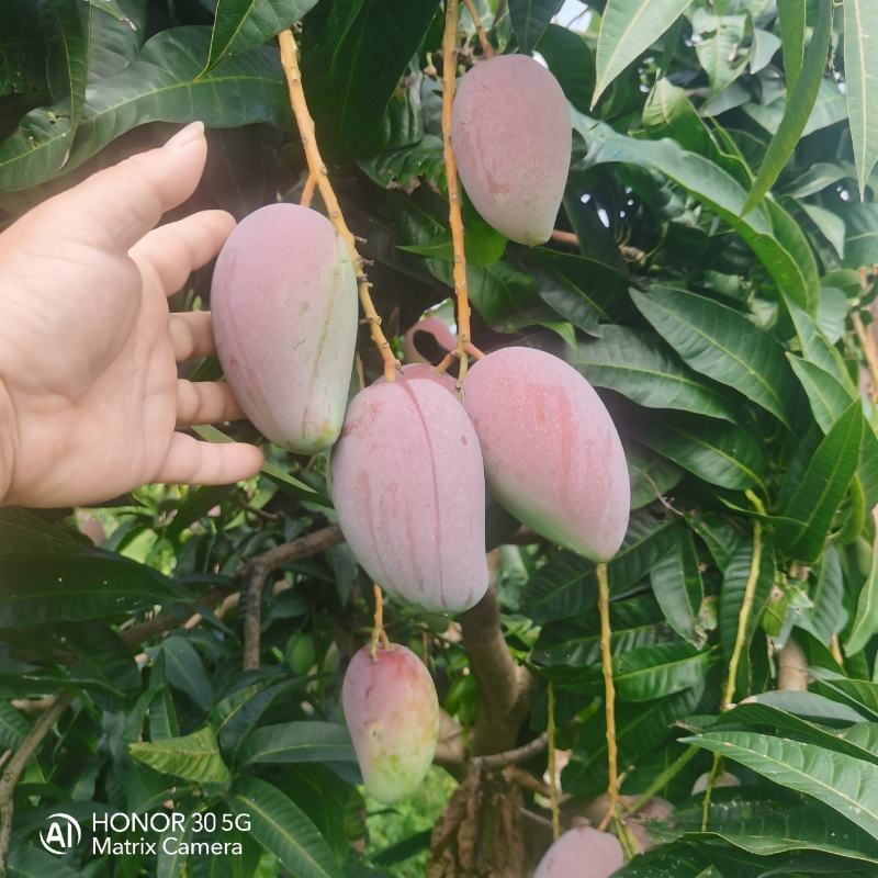 芒果，贵妃芒，产地直发