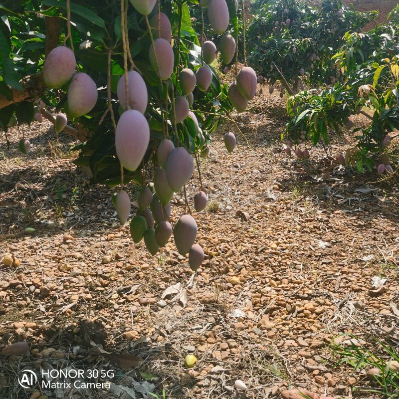 芒果，贵妃芒，产地直发